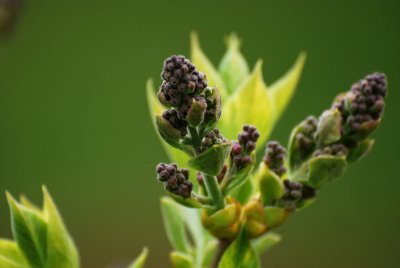 Syringa vulgaris 'Aucubifolia' - šeřík obecný - detail květ2